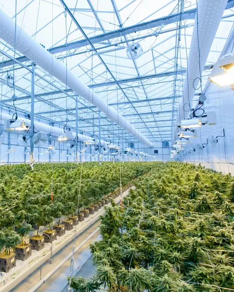 Glasshouse cultivation rows under grow lights